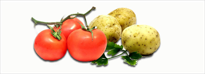 The TomTato ®: A plant that grows tomatoes and potatoes in one!?