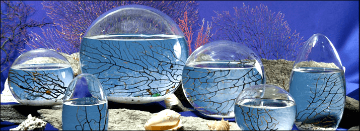Eco-sphere: self-sustaining mini ecosystem.